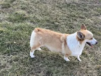 Piper, a female Pembroke Welsh Corgi for sale in Rolla, MO – Photo 5 of 7