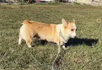 Piper, a female Pembroke Welsh Corgi for sale in Rolla, MO – Photo 4 of 7