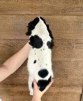 Dice , a male Cocker Spaniel for sale in Rolla, MO – 7 of 7