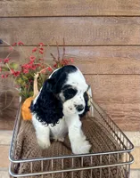 Dice , a male Cocker Spaniel for sale in Rolla, MO – 6 of 7