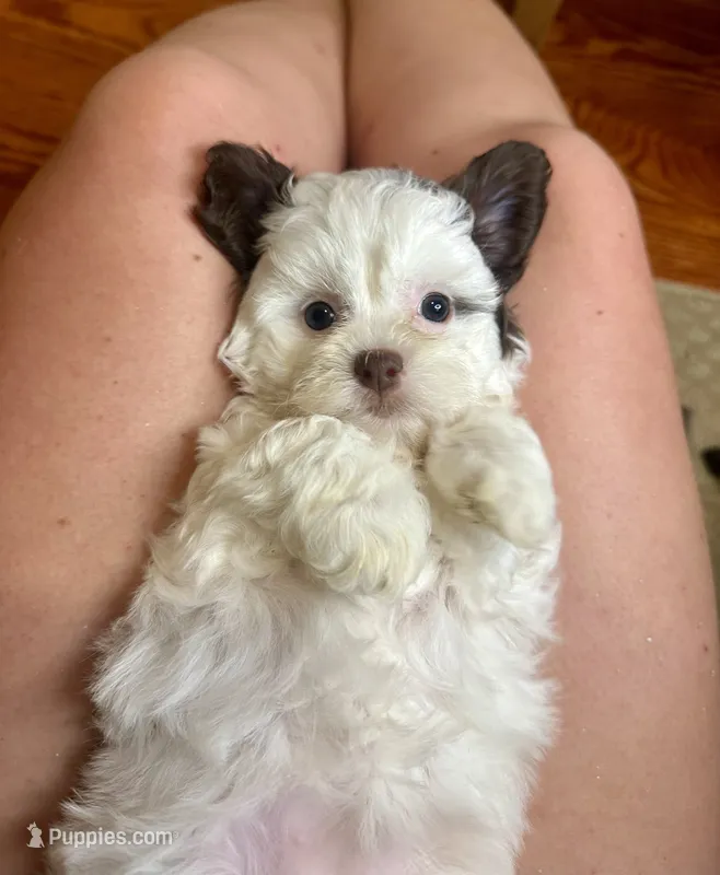 Chrissy – Shihpoo puppy for sale in Rolla, MO
