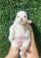 Chrissy, a female Shihpoo for sale in Rolla, MO – 2 of 3