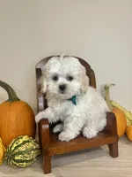 Jack , a male Shihpoo for sale in Rolla, MO – 2 of 8
