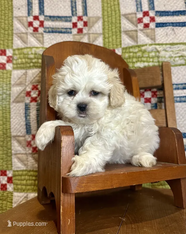 Jack  – Shihpoo puppy for sale in Rolla, MO
