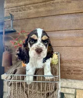 Clue, a male Cocker Spaniel for sale in Rolla, MO – 4 of 5