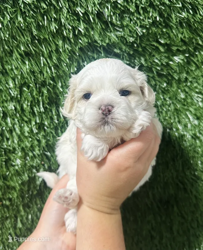 Jack  – Shihpoo puppy for sale in Rolla, MO