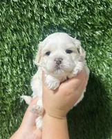 Jack , a male Shihpoo for sale in Rolla, MO – 1 of 3