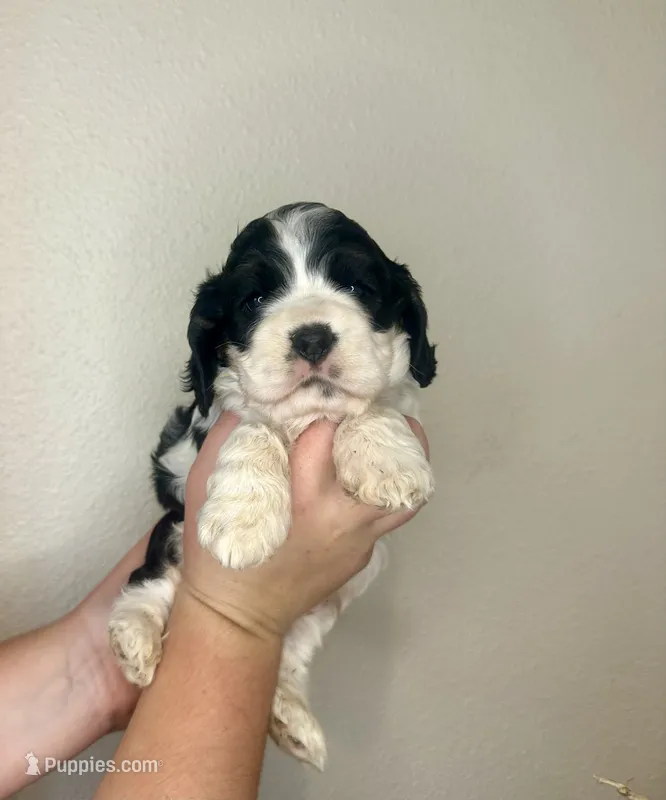 Checkers  – Cocker Spaniel puppy for sale in Rolla, MO