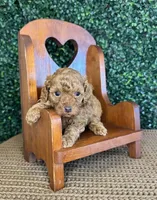 Henry, a male Cockapoo for sale in Rolla, MO – Photo 3 of 5