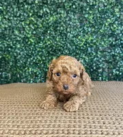 Henry, a male Cockapoo for sale in Rolla, MO – Photo 2 of 5