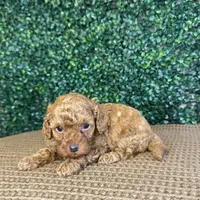 Henry, a male Cockapoo for sale in Rolla, MO – Photo 4 of 5