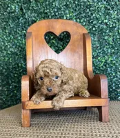 Henry, a male Cockapoo for sale in Rolla, MO – Photo 1 of 5