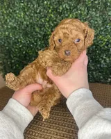 Henry, a male Cockapoo for sale in Rolla, MO – Photo 5 of 5
