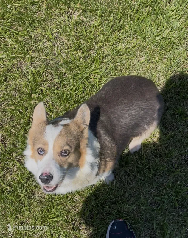 Lotza – Pembroke Welsh Corgi puppy for sale in Rolla, MO
