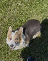 Lotza, a female Pembroke Welsh Corgi for sale in Rolla, MO – 1 of 5
