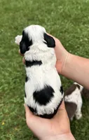 Domino, a male Cocker Spaniel for sale in Rolla, MO – 2 of 2