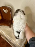 Chrissy, a female Shihpoo for sale in Rolla, MO – 6 of 6