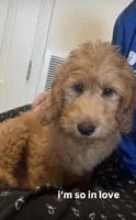 Miles , a male English Goldendoodle for sale in Delaware City, DE – Photo 1 of 3