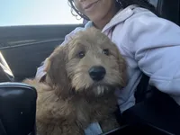 Miles , a male English Goldendoodle for sale in Delaware City, DE – Photo 3 of 3