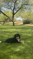 K, a male Miniature Bernedoodle for sale in Glendale, AZ – 6 of 10
