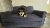 K, a male Miniature Bernedoodle for sale in Glendale, AZ – 9 of 10