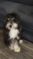 K, a male Miniature Bernedoodle for sale in Glendale, AZ – 7 of 10