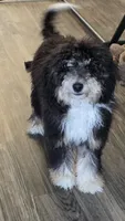 K, a male Miniature Bernedoodle for sale in Glendale, AZ – 2 of 10