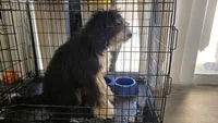 K, a male Miniature Bernedoodle for sale in Glendale, AZ – 10 of 10