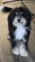 K, a male Miniature Bernedoodle for sale in Glendale, AZ – 3 of 10