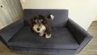 K, a male Miniature Bernedoodle for sale in Glendale, AZ – 4 of 10