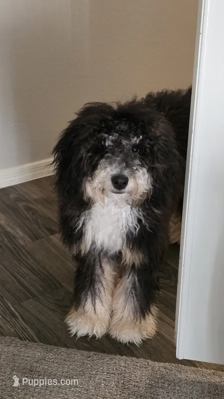 K – Miniature Bernedoodle puppy for sale in Glendale, AZ