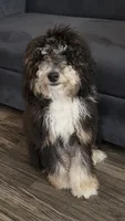 K, a male Miniature Bernedoodle for sale in Glendale, AZ – 5 of 10