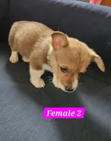 Lucy, a female Pembroke Welsh Corgi for sale in Torrington, WY – 2 of 3