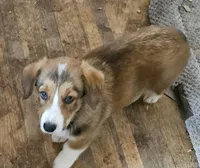 Mable, a female Cardigan Welsh Corgi and Pembroke Welsh Corgi for sale in Torrington, WY – 2 of 6