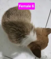 Junie, a female Pembroke Welsh Corgi for sale in Torrington, WY – Photo 3 of 3