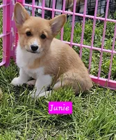 Junie, a female Pembroke Welsh Corgi for sale in Torrington, WY – Photo 1 of 3