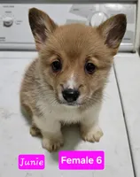 Junie, a female Pembroke Welsh Corgi for sale in Torrington, WY – Photo 2 of 3