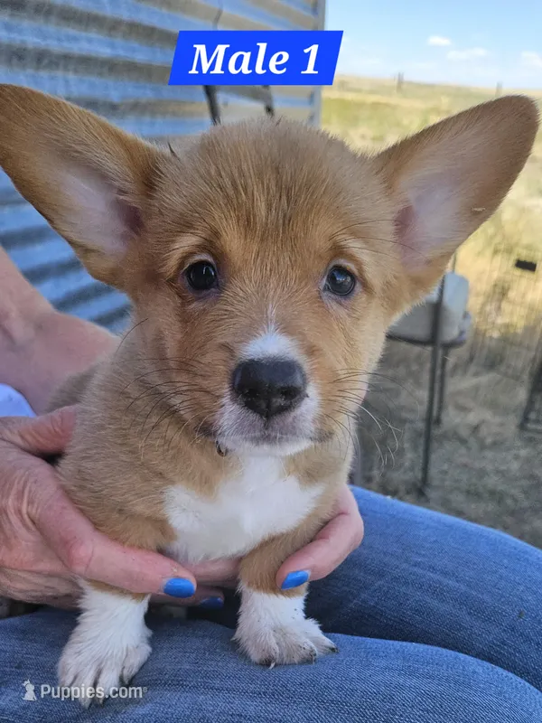 Scout  – Pembroke Welsh Corgi puppy for sale in Torrington, WY