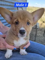 Scout , a male Pembroke Welsh Corgi for sale in Torrington, WY – 1 of 4