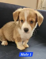 Teddy , a male Pembroke Welsh Corgi for sale in Torrington, WY – 2 of 3