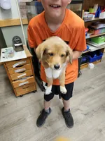 Rusty , a male Cardigan Welsh Corgi and Pembroke Welsh Corgi for sale in Torrington, WY – 3 of 3
