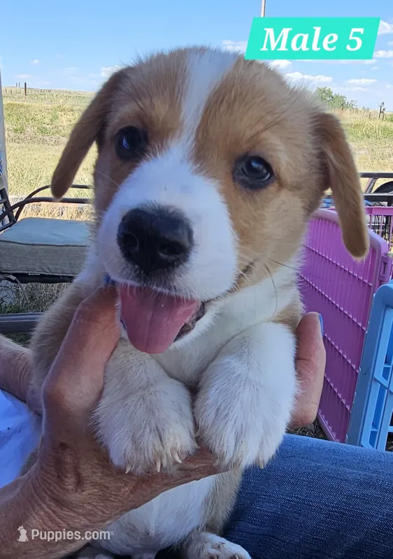 Teddy  – Pembroke Welsh Corgi puppy for sale in Torrington, WY