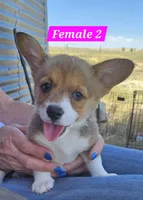 Roxy, a female Pembroke Welsh Corgi for sale in Torrington, WY – 4 of 4
