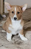 Jasper , a male Pembroke Welsh Corgi for sale in Torrington, WY – 2 of 3