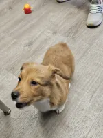 Rusty , a male Cardigan Welsh Corgi and Pembroke Welsh Corgi for sale in Torrington, WY – 2 of 3