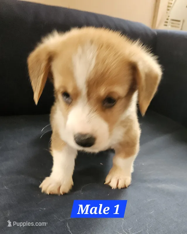 Teddy  – Pembroke Welsh Corgi puppy for sale in Torrington, WY