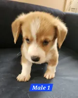Teddy , a male Pembroke Welsh Corgi for sale in Torrington, WY – 1 of 3