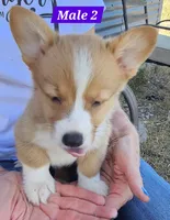Jasper , a male Pembroke Welsh Corgi for sale in Torrington, WY – 2 of 4
