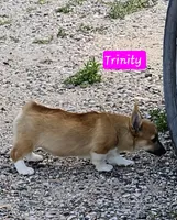 Trinity, a female Pembroke Welsh Corgi for sale in Torrington, WY – Photo 3 of 6