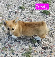 Trinity, a female Pembroke Welsh Corgi for sale in Torrington, WY – Photo 2 of 6